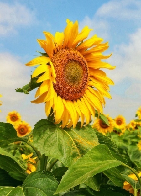 Sunflower